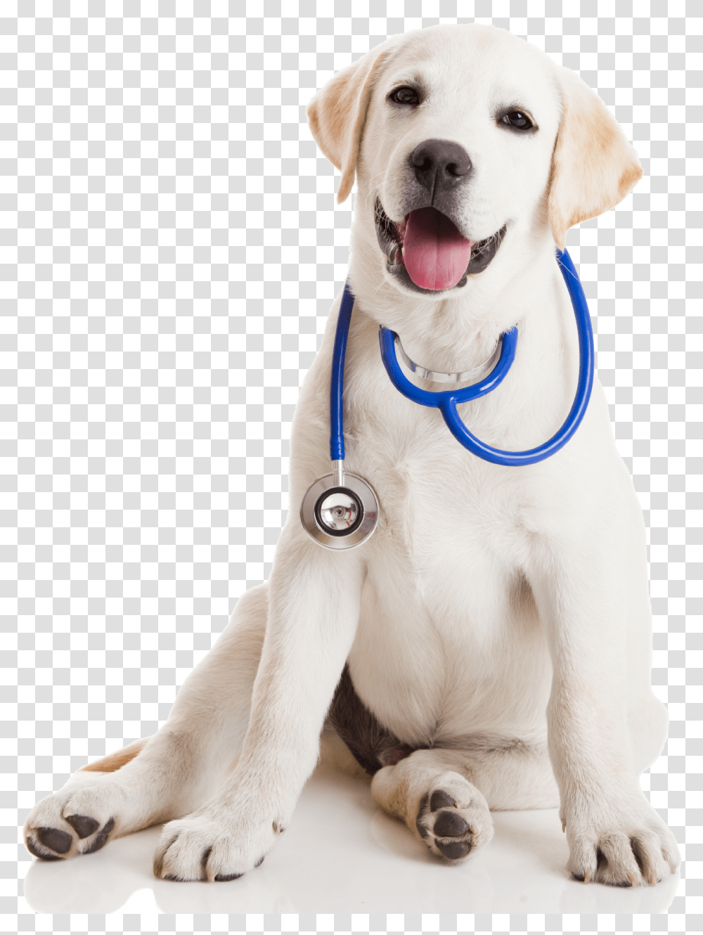 Vet Clinic Vet Clinic Images Medical Dog, Canine, Mammal, Animal, Pet Transparent Png