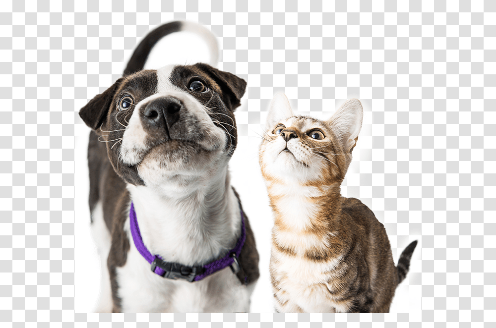 Vet Clipart Black And White Dog And Cat Happy, Pet, Canine, Animal, Mammal Transparent Png