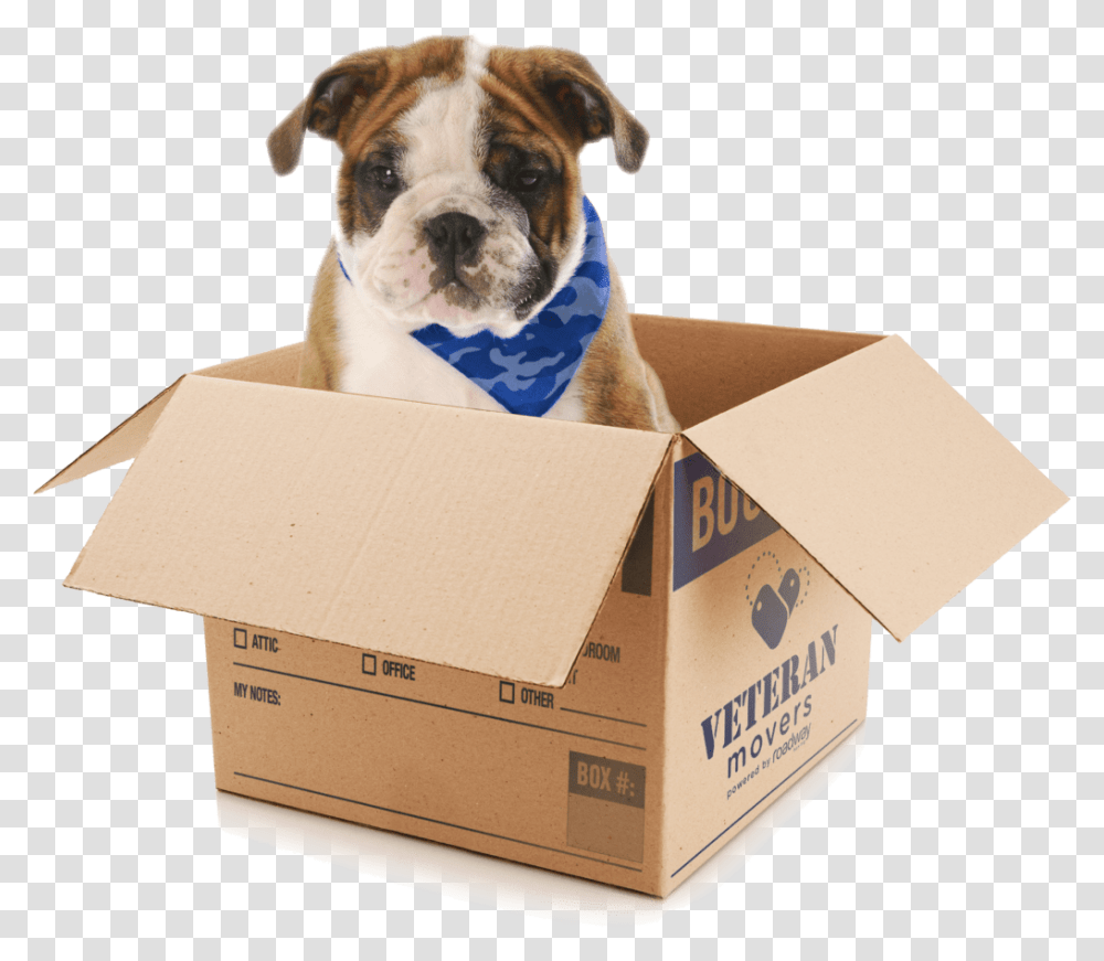 Veteran Mover S Dog Dog, Box, Pet, Animal, Canine Transparent Png
