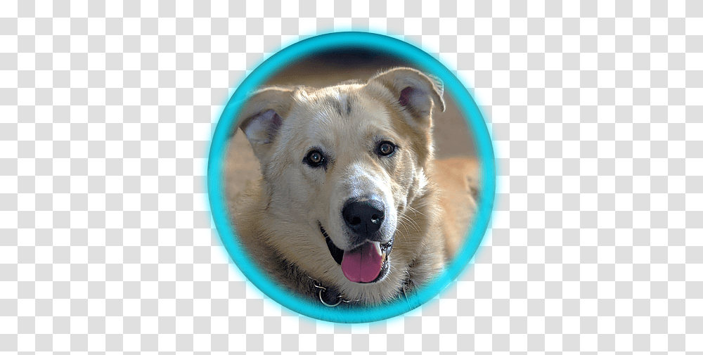 Veterinarian Akita, Golden Retriever, Dog, Pet, Canine Transparent Png
