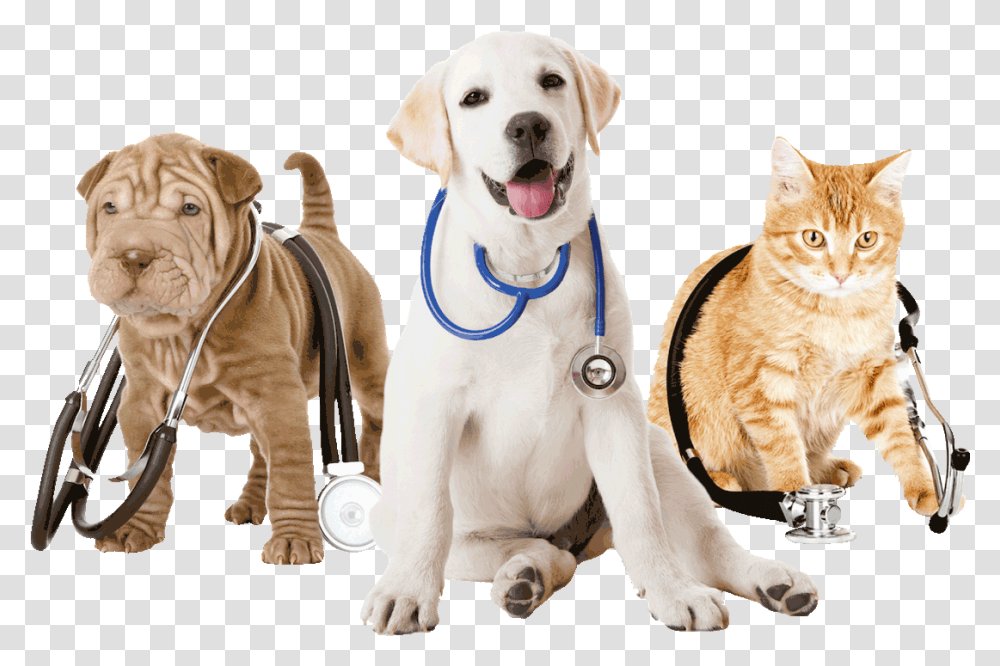 Veterinarian, Dog, Pet, Canine, Animal Transparent Png