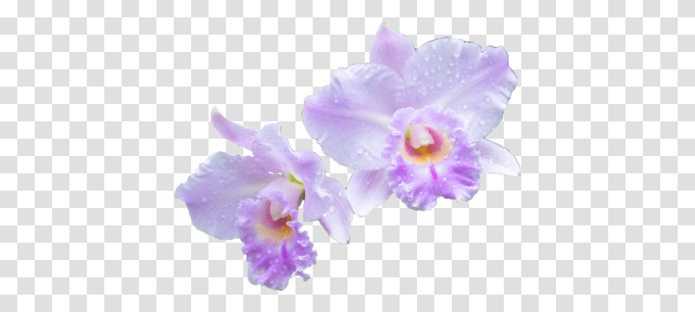 Via Tumblr Vanda Miss Joaquim, Plant, Flower, Blossom, Orchid Transparent Png