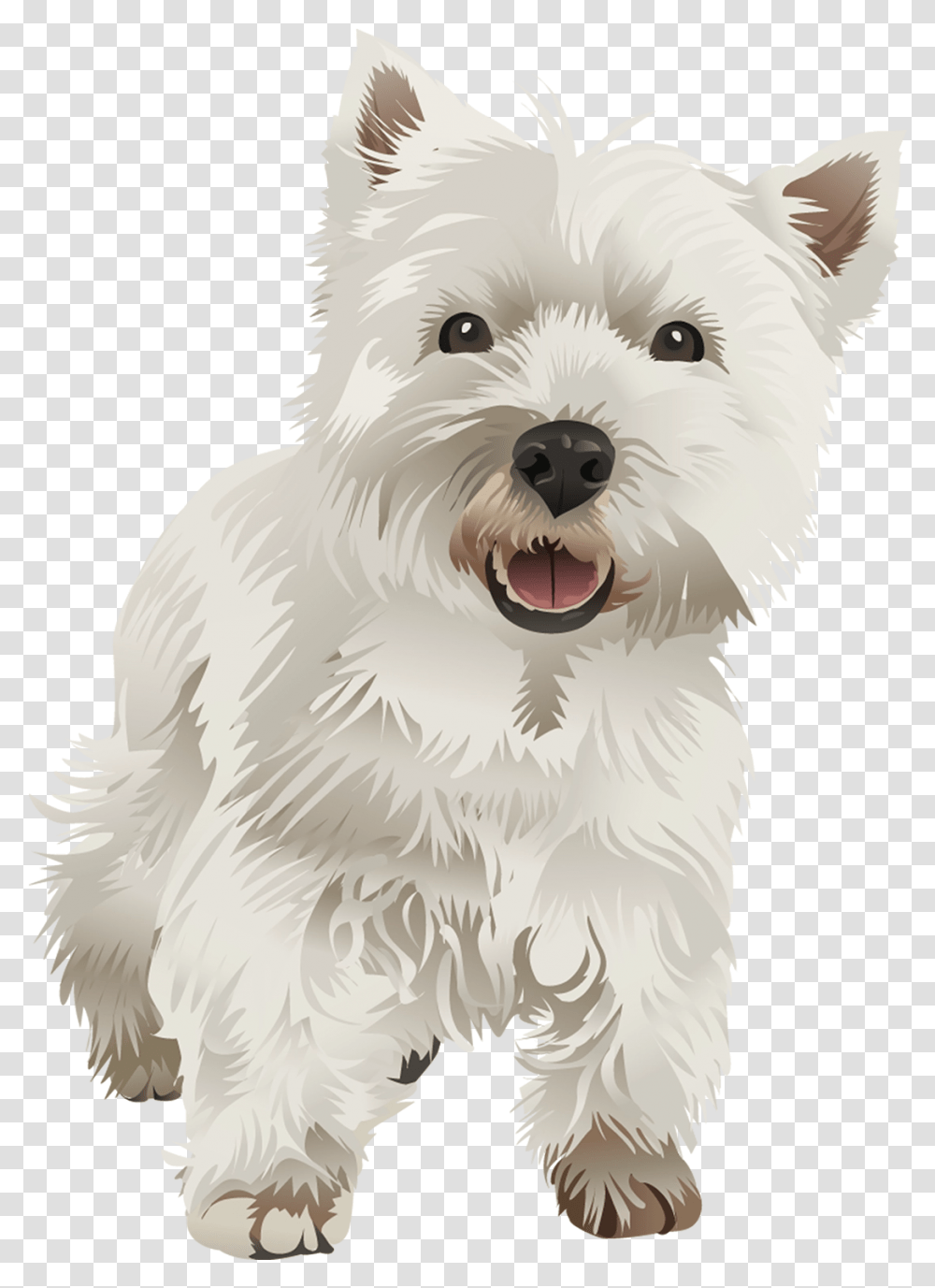 Vibrant Vector West Highland Terriers, Puppy, Dog, Pet, Canine Transparent Png