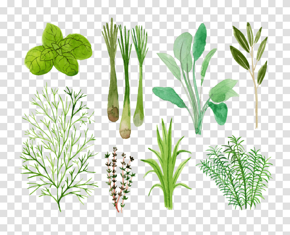 Vicky Katzman Herbs, Plant, Food, Produce, Vegetable Transparent Png