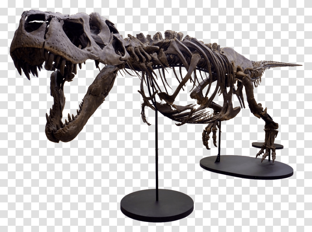 Victoria The T Rex, Dinosaur, Reptile, Animal, T-Rex Transparent Png