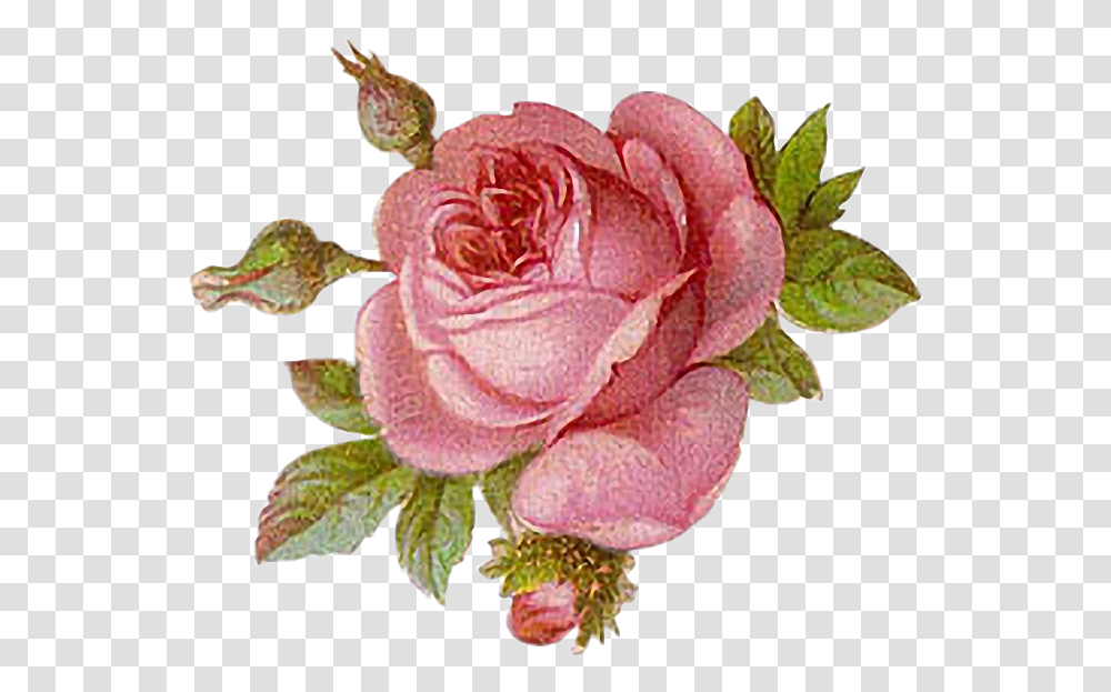 Victorian Flower Art, Rose, Plant, Blossom, Petal Transparent Png