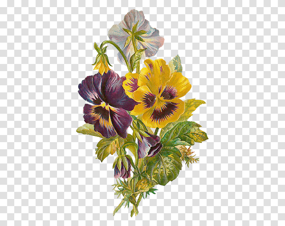 Victorian Flowers, Plant, Blossom, Pansy, Iris Transparent Png