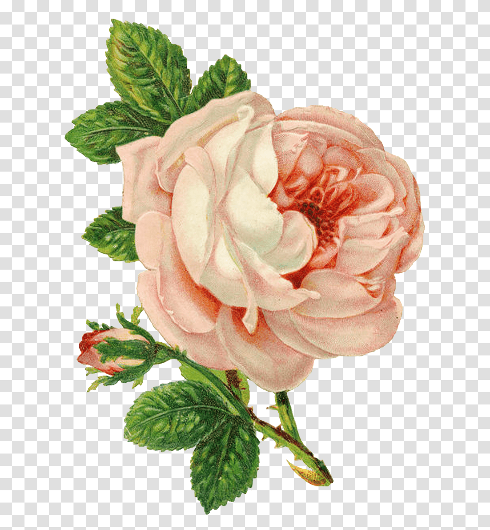 Victorian Flowers Vintage Roses Pink Vintage Flower, Plant, Blossom, Dahlia, Petal Transparent Png