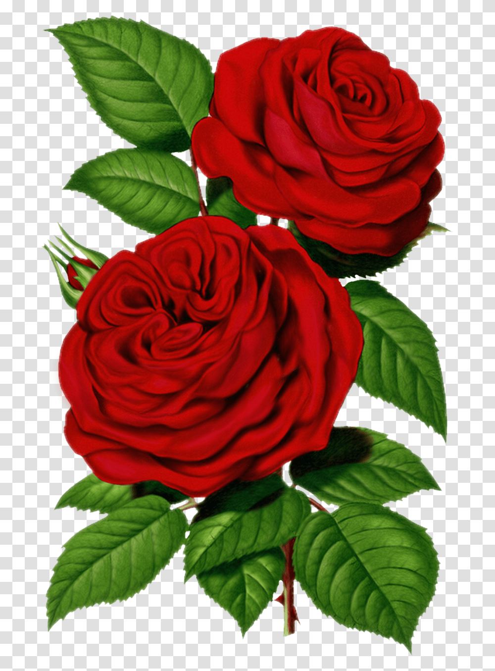 Victorian Red Rose Graphic Good Morning Share Chat, Flower, Plant, Blossom, Leaf Transparent Png