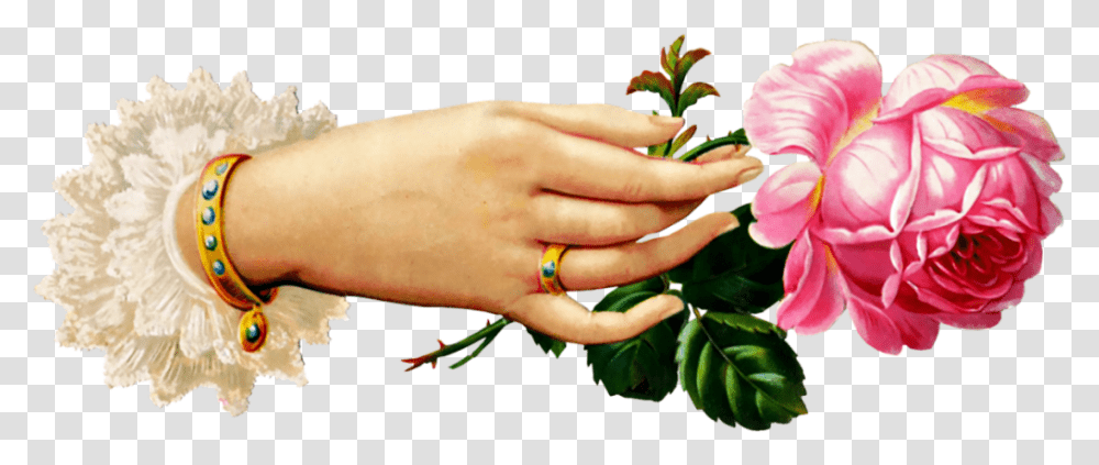 Victorian Rose Cliparts Victorian Hand Holding Flower, Person, Outdoors, Plant, Finger Transparent Png
