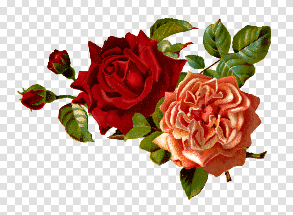 Victorian Scraps Flowers, Plant, Blossom, Rose, Flower Arrangement Transparent Png