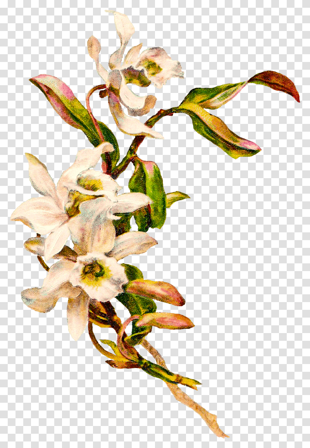 Victorian Vintage Flowers Background Flower Vintage, Plant, Blossom, Acanthaceae, Flower Arrangement Transparent Png