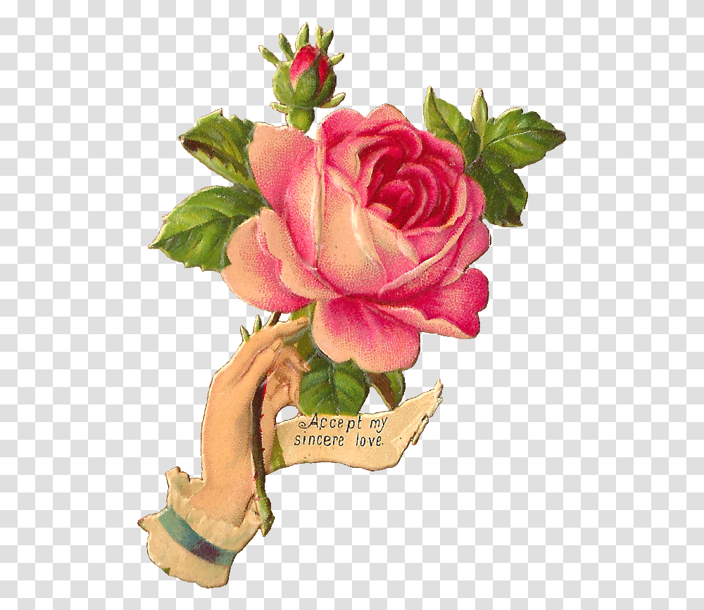 Victorian Vintage Rose Illustration, Flower, Plant, Blossom, Flower Arrangement Transparent Png