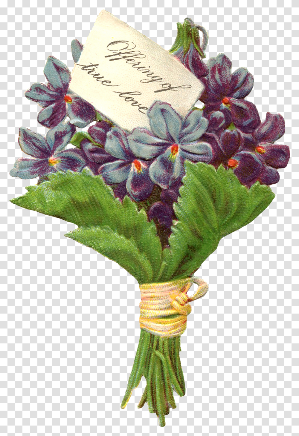 Victorian Violet, Plant, Flower Transparent Png