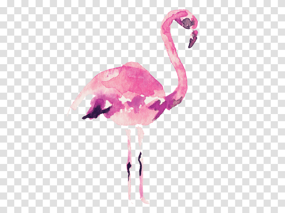 Video Courtesy Of Audrey Alba Films Watercolor Flamingo, Bird, Animal, Fungus, Ostrich Transparent Png