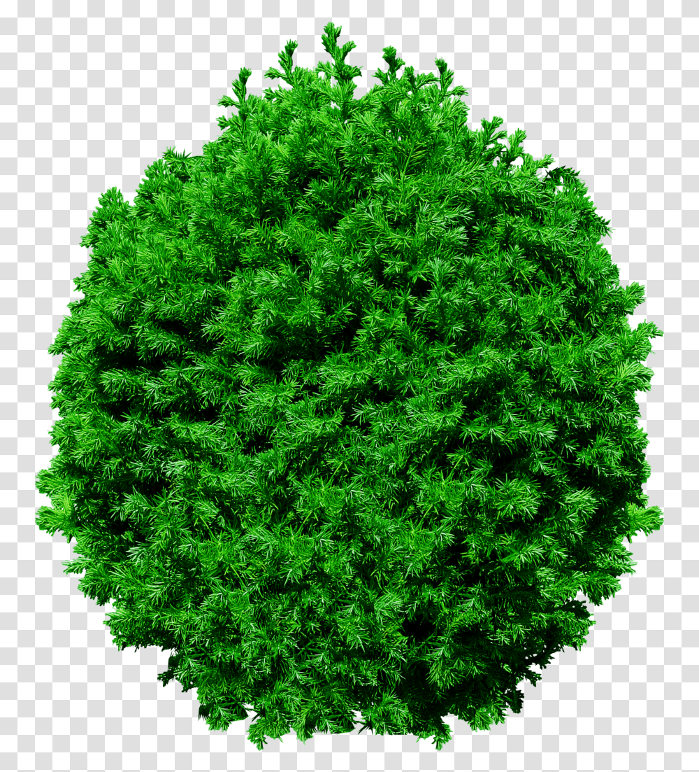 View Files Picture Trees Top View, Plant, Maple, Vegetation, Nature Transparent Png