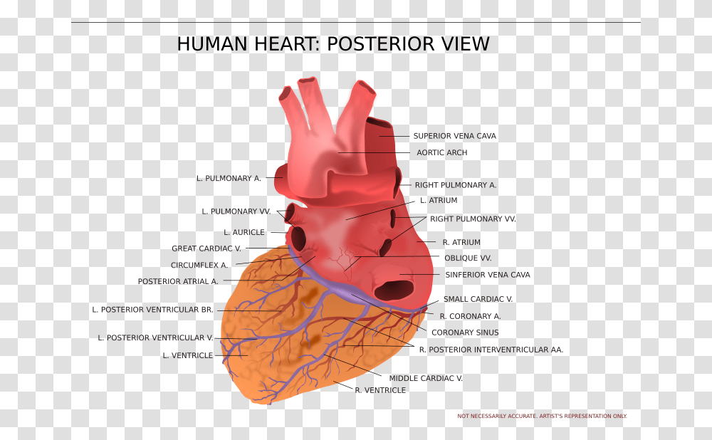 View Of Human Heart Anatomical Heart Posterior View, Plot, Diagram, Neck Transparent Png