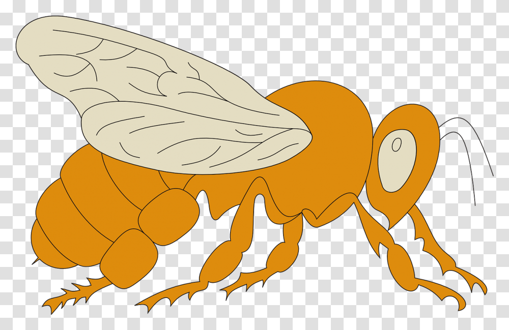 View Orange Bee Wings Side Parasitism, Insect, Invertebrate, Animal, Termite Transparent Png