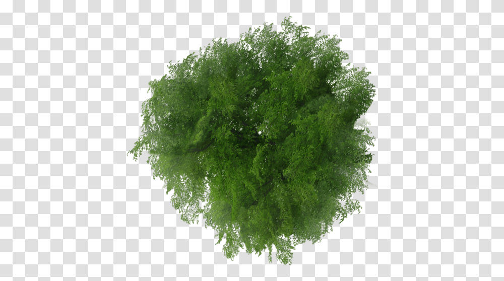 Viewer Top Tree Plan File View Clipart Top View Tree Plan, Moss, Plant, Green, Algae Transparent Png