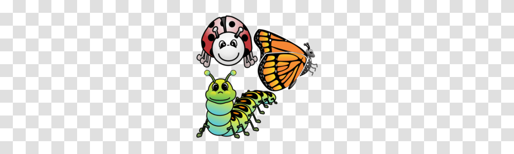 Viewing, Insect, Invertebrate, Animal, Butterfly Transparent Png