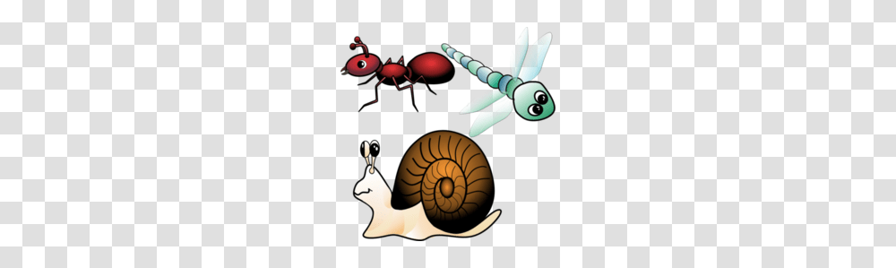Viewing, Invertebrate, Animal, Snail Transparent Png