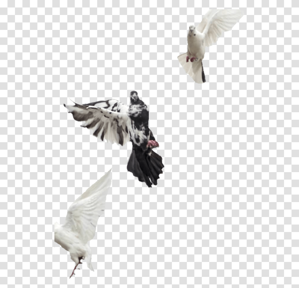 Vijay Mahar Background Hd, Animal, Pigeon, Bird, Dove Transparent Png