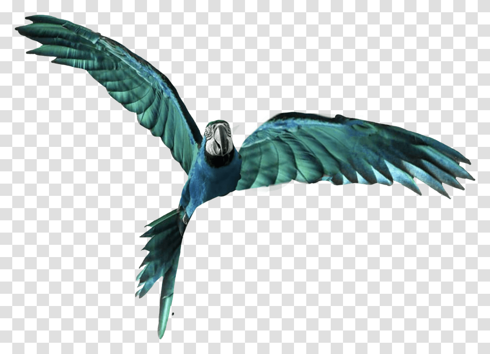 Vijay Mahar Parrot, Bird, Animal, Flying, Blue Jay Transparent Png