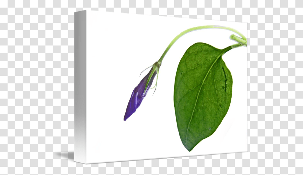 Vinca Bud, Leaf, Plant, Animal, Flower Transparent Png