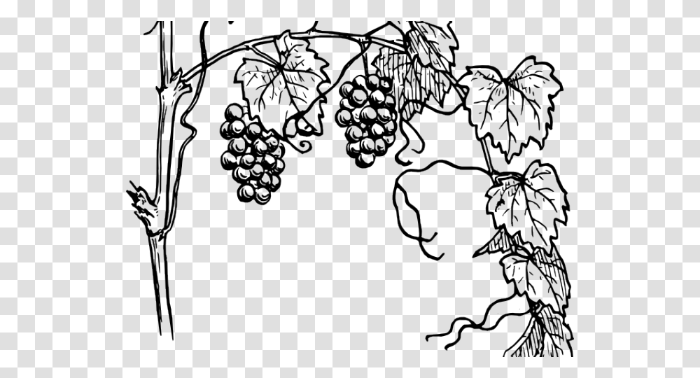 Vine Clipart Outline Grapes Plant Clipart Black And White, Lace, Pattern, Floral Design Transparent Png