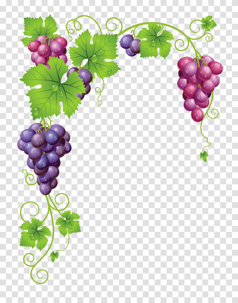 Vine Clipart Vineyard Grape, Grapes, Fruit, Plant, Food Transparent Png