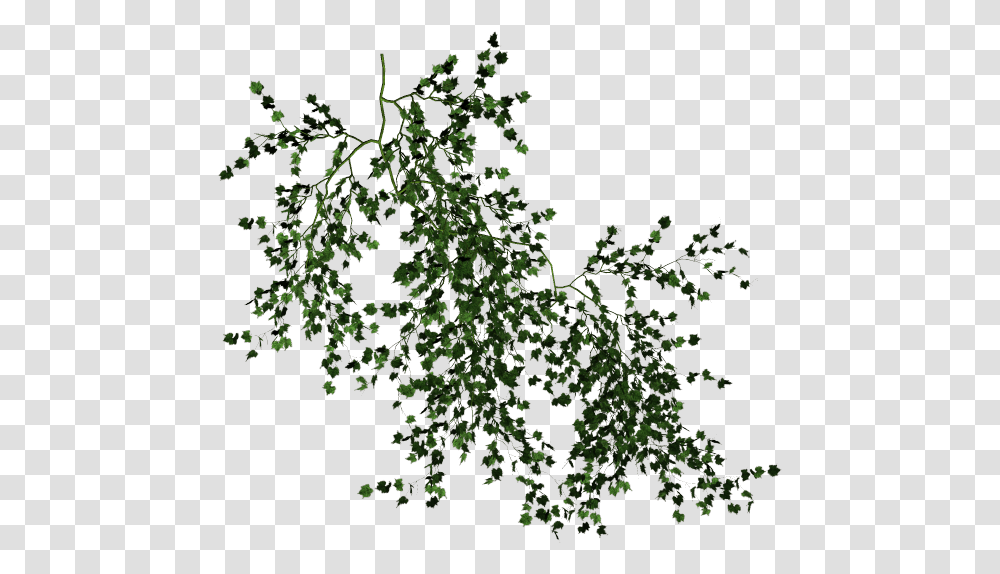 Vine Desktop Wallpaper Tree Clip Art Background Vine, Bush, Vegetation, Plant, Land Transparent Png