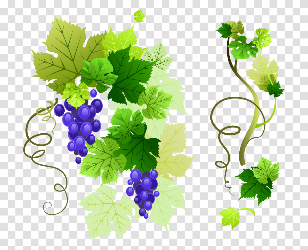 Vine Grape Vine Vector, Plant, Leaf, Grapes, Fruit Transparent Png