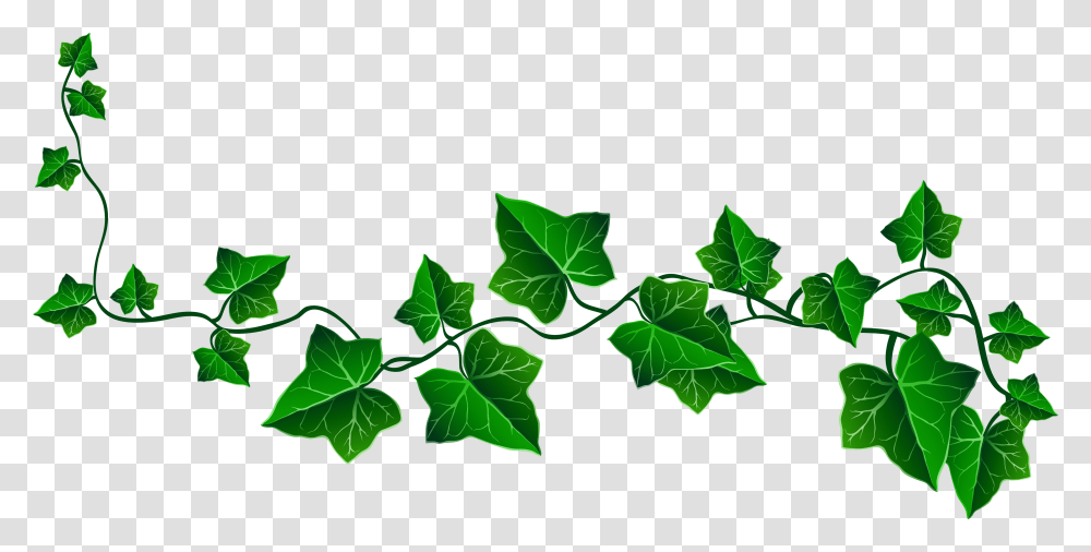 Vine Ivy Decoration Clipart Picture Alpha Kappa Alpha Ivy, Plant, Leaf Transparent Png