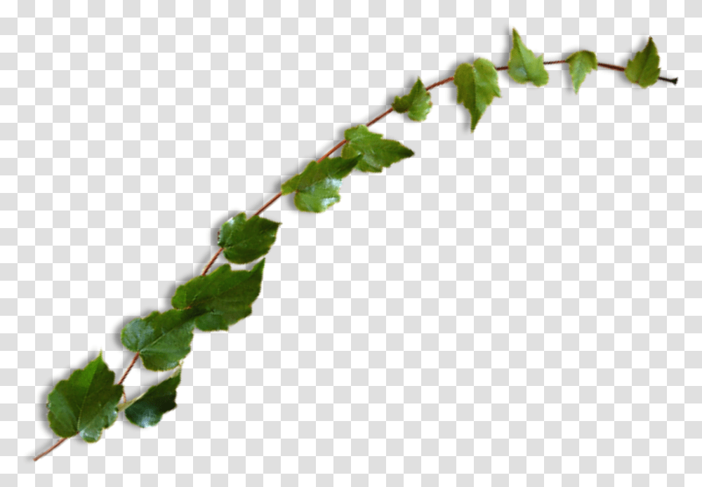 Vine Leaves Plant Green Ivy Freetoedit Leaves Instagram, Leaf, Insect, Invertebrate, Animal Transparent Png