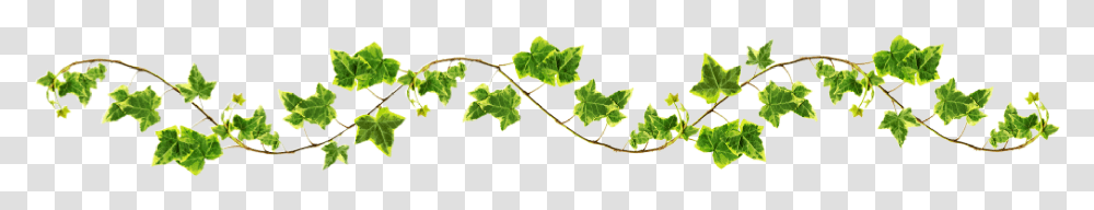 Vine, Plant, Leaf, Ivy Transparent Png