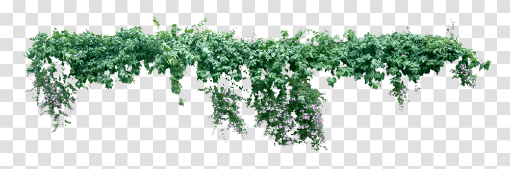 Vine Plant Liana Tree Creeper Plant, Bush, Vegetation, Geranium, Flower Transparent Png