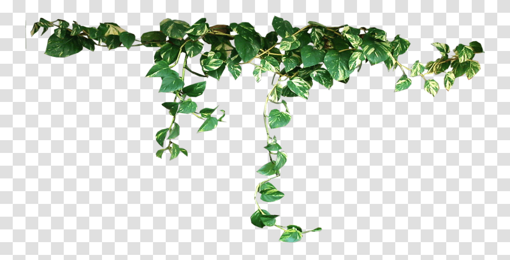 Vine Plant Plants, Leaf, Vegetation, Ivy, Green Transparent Png
