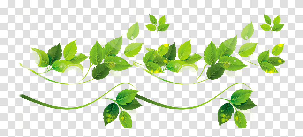 Vine Vector Plant Illustrator Leaf Cector, Potted Plant, Vase, Jar, Pottery Transparent Png