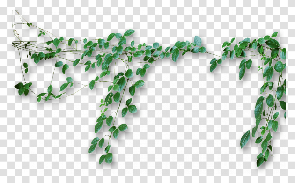 Vines, Plant, Leaf, Ivy, Tree Transparent Png