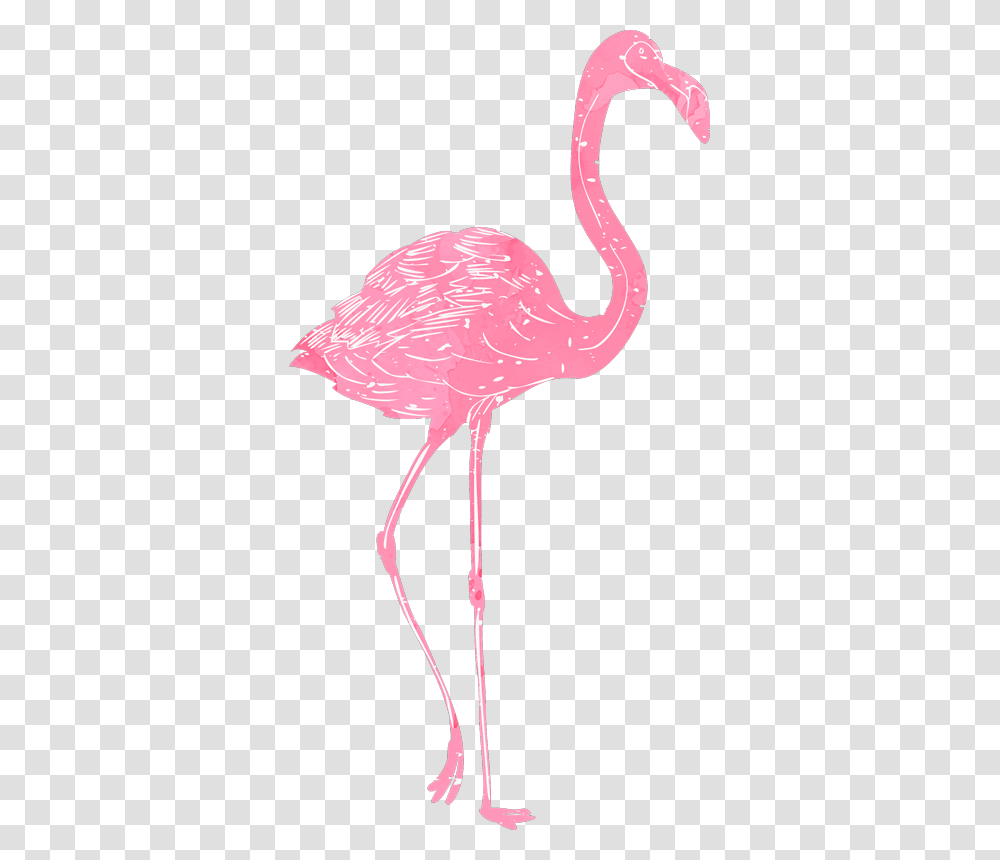 Vinilos De Flamencos, Flamingo, Bird, Animal, Antelope Transparent Png