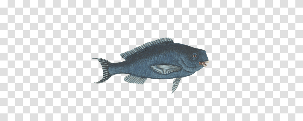 Vintage Animals, Fish, Mullet Fish, Sea Life Transparent Png