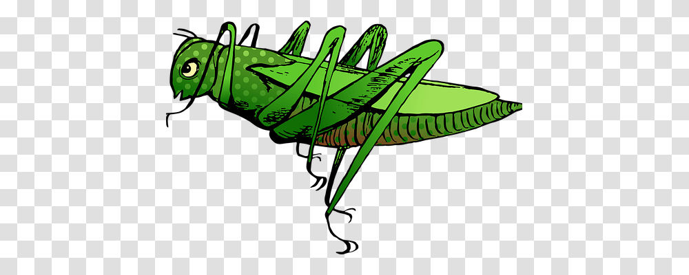 Vintage Nature, Grasshopper, Insect, Invertebrate Transparent Png