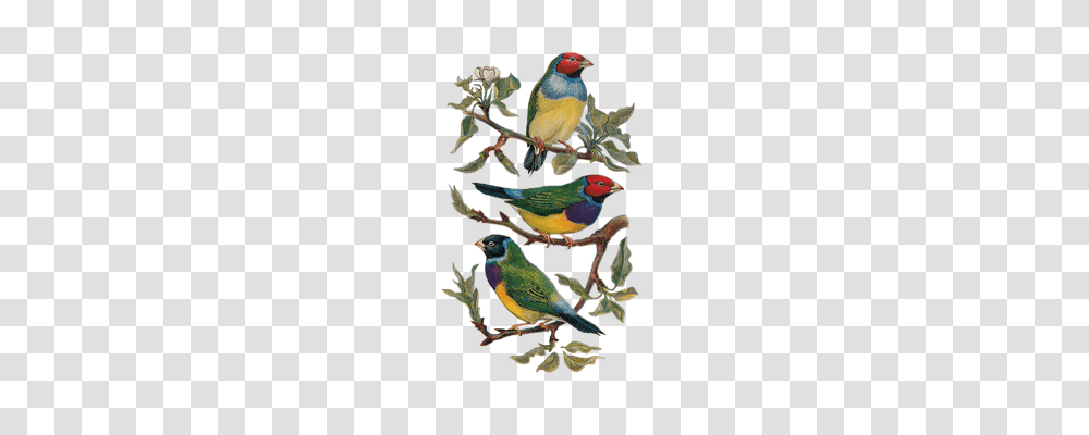 Vintage Nature, Finch, Bird, Animal Transparent Png