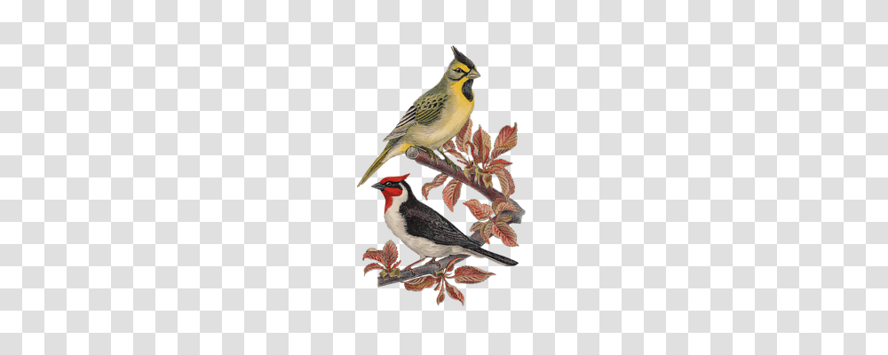 Vintage Nature, Finch, Bird, Animal Transparent Png