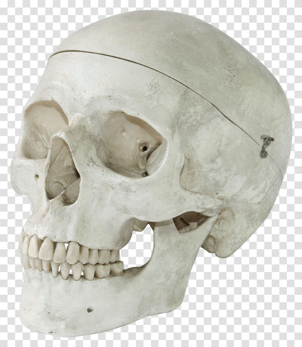 Vintage Anatomical Model Of A Human Skull Human Skull Art Model, Jaw, Skeleton, Helmet Transparent Png