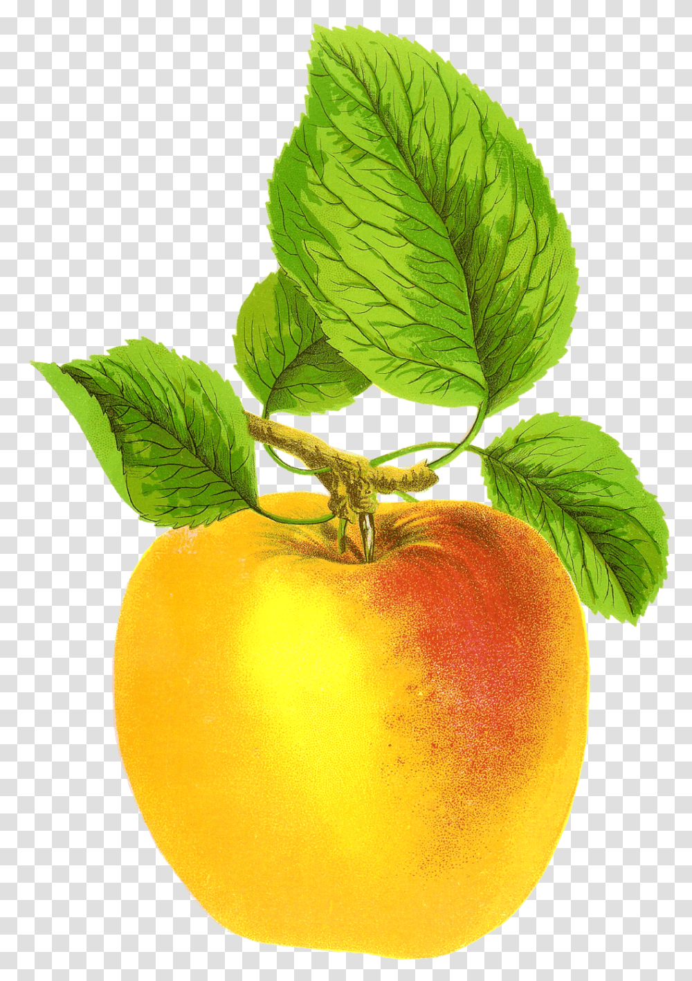 Vintage Apple Free, Plant, Fruit, Food, Produce Transparent Png