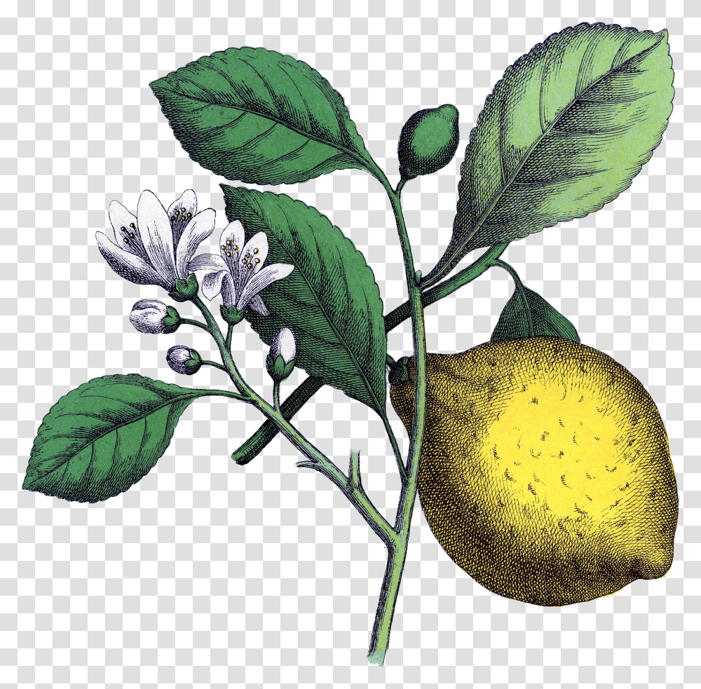 Vintage Avocado Tree Flower, Plant, Leaf, Food, Fruit Transparent Png