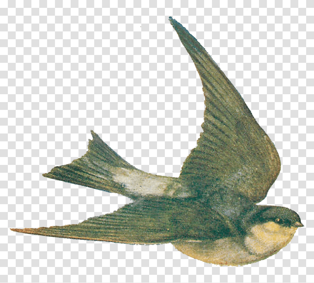 Vintage Bird Illustration, Flying, Animal, Dove, Pigeon Transparent Png