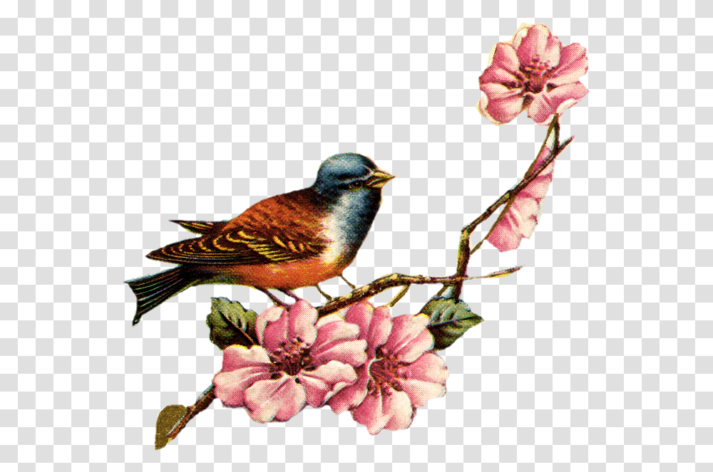 Vintage Birds And Flowers, Animal, Jay, Plant, Bluebird Transparent Png