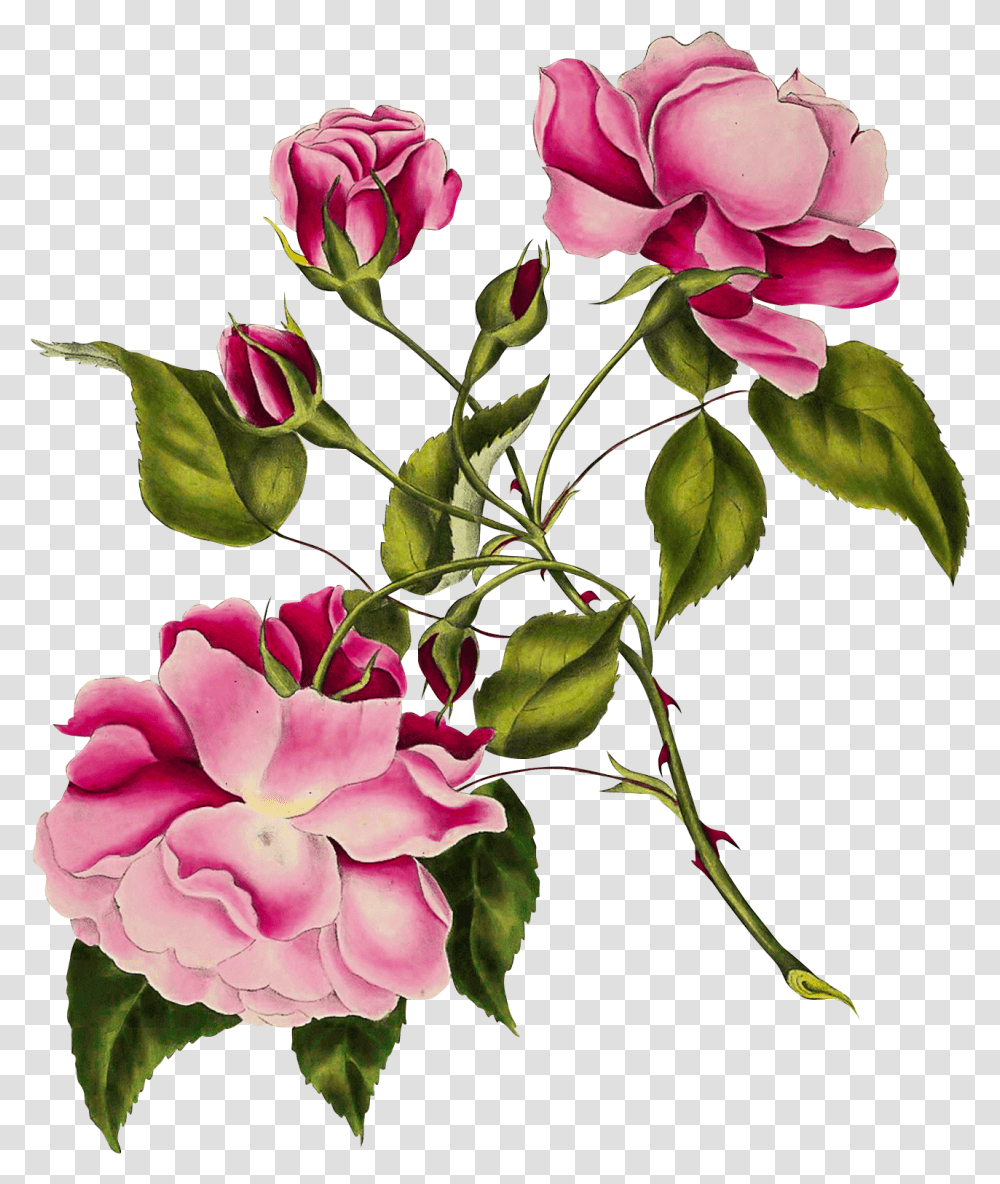 Vintage Botanical Calendar 2019, Plant, Flower, Rose, Petal Transparent